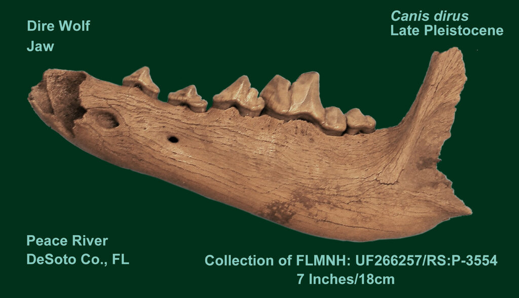 Dire Wolf Jaw Fossil - From Ice Age Florida