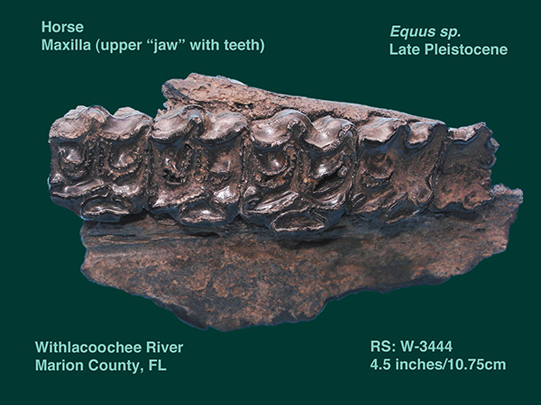Horse Maxilla (upper jaw) fossil from Ice Age Florida